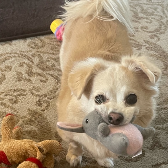 ✨MY BIG WHY✨ - Picture 1 of 16